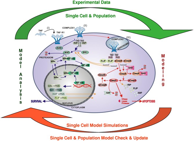 TNF signalling pathway