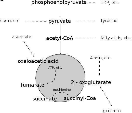 citric_acid_cycle