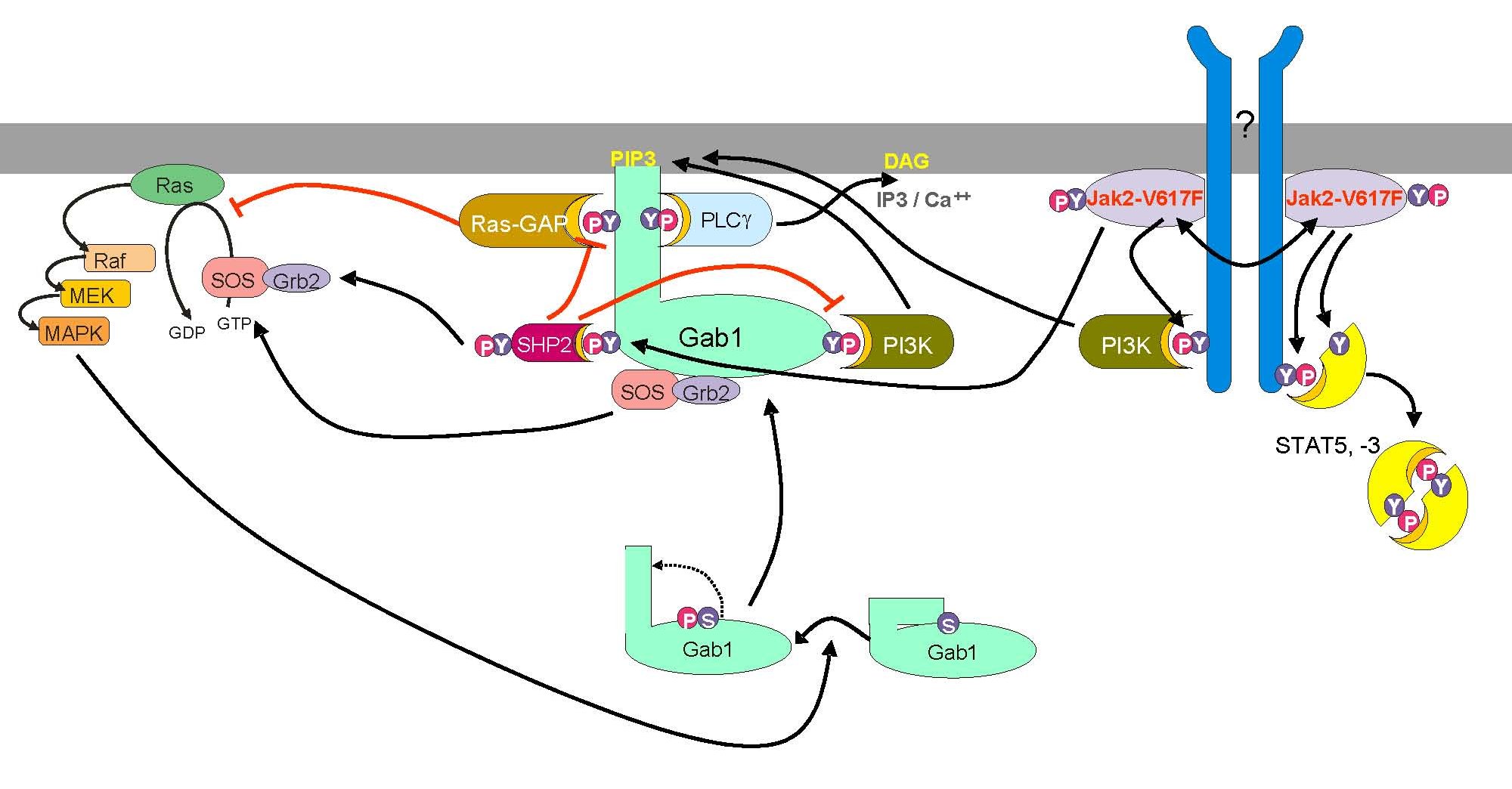 JAK-Sys