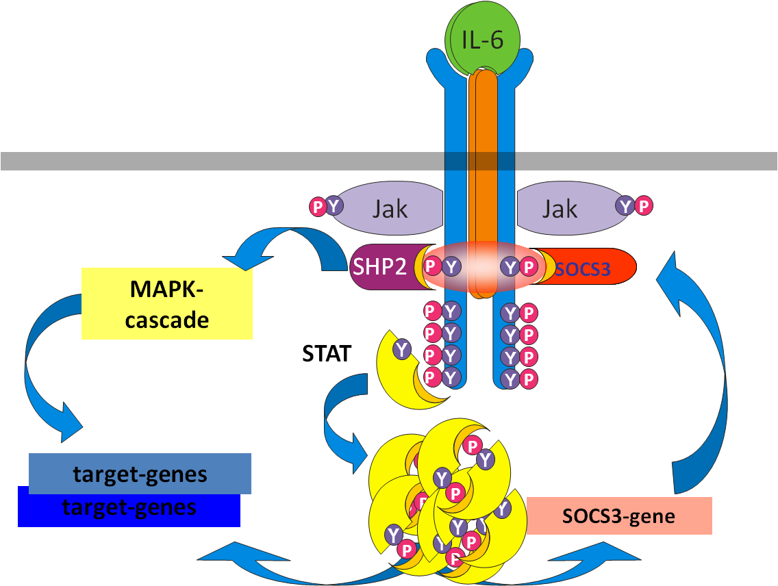 JAK-STAT