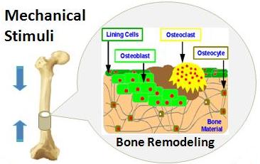 force-induced bone adaptation
